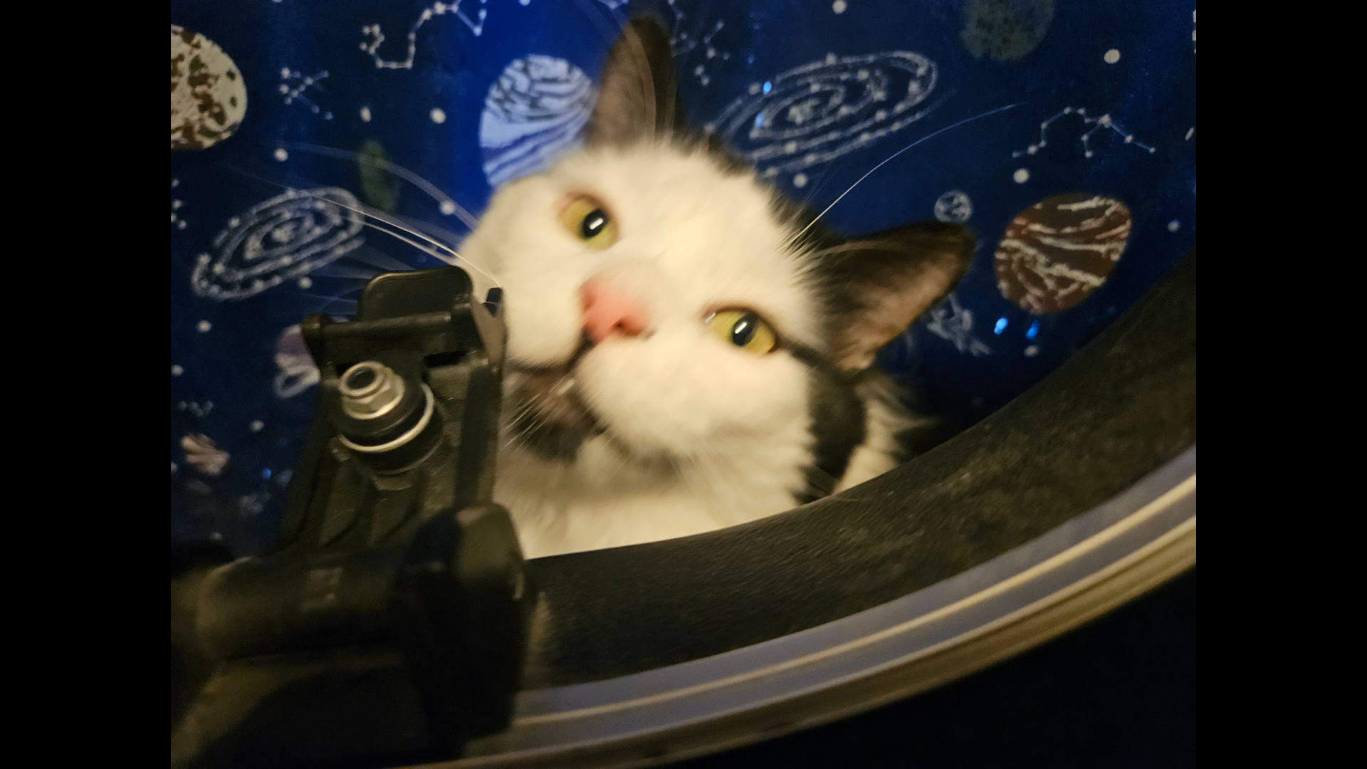 A black and white cat peering out from a guitar case.