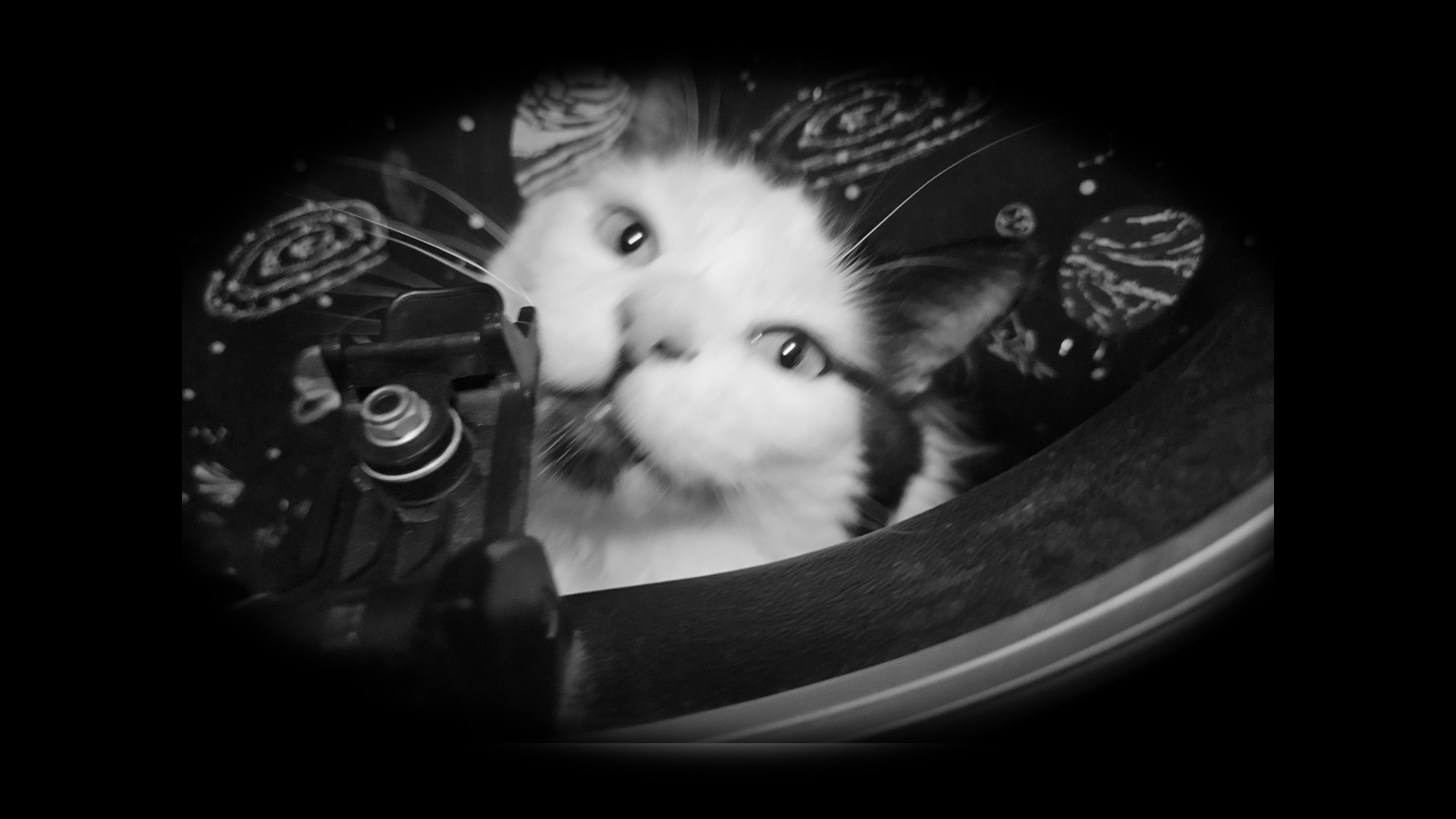 A black and white image of a cat peering out from a guitar case inside of an oval vignette.
