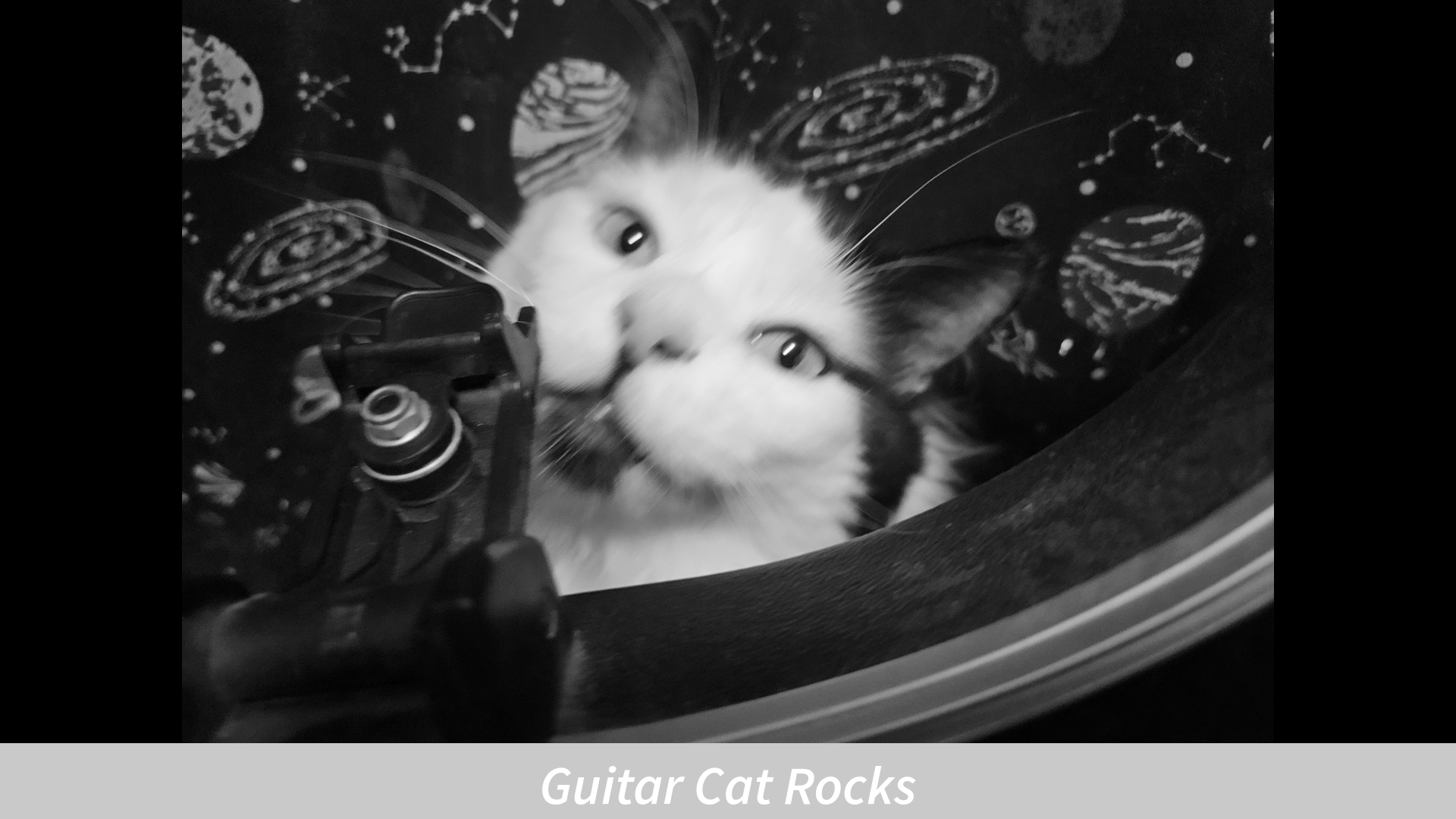 A black and white image of a cat peering out from a guitar case with a 'Guitar Cat rocks' caption.