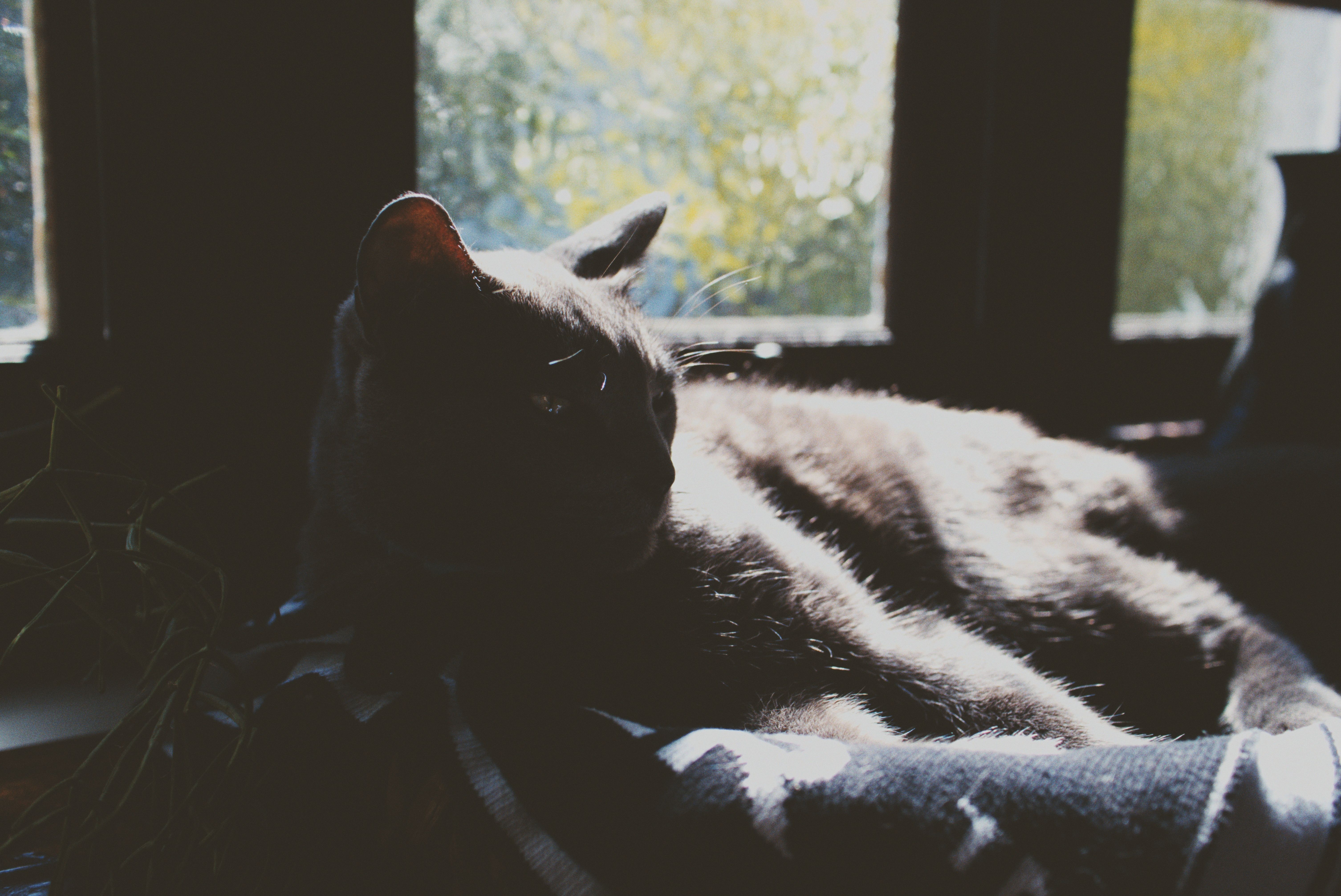 Roger the cat processed by Spektafilm analog film simulation.