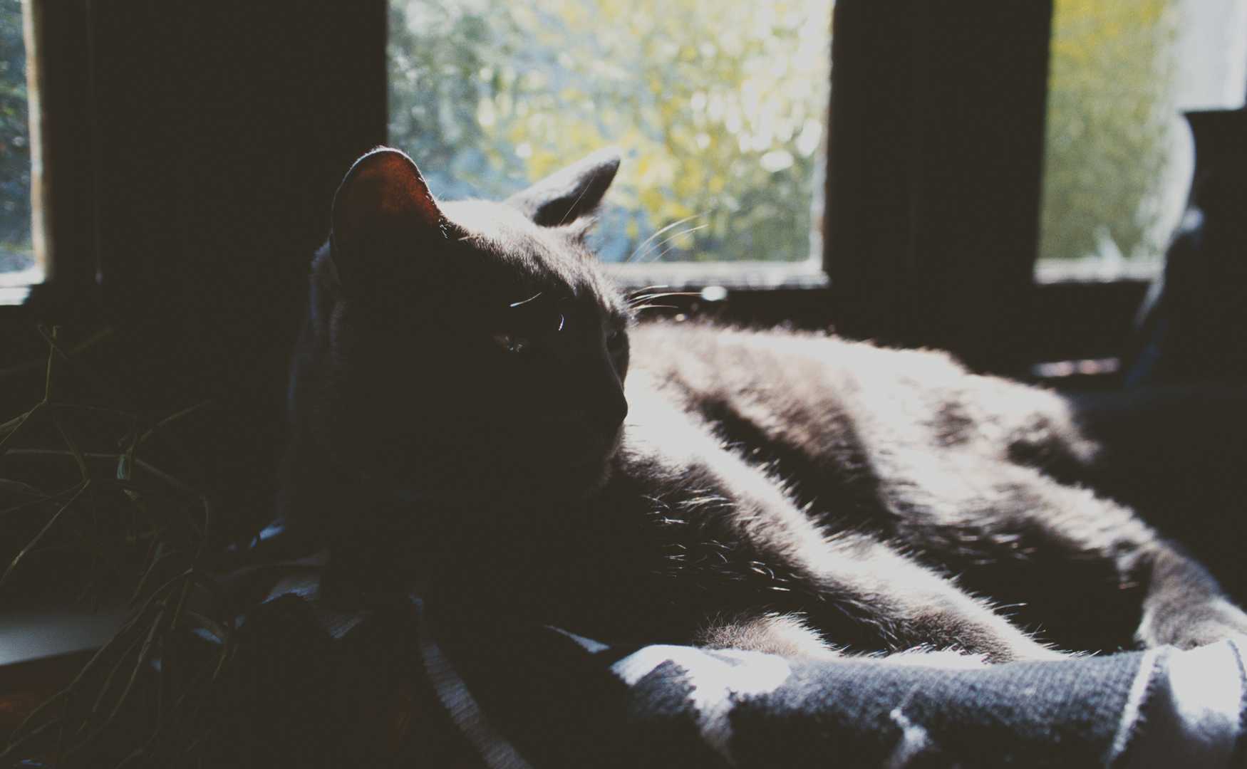 Roger the cat processed by Spektafilm analog film simulation.