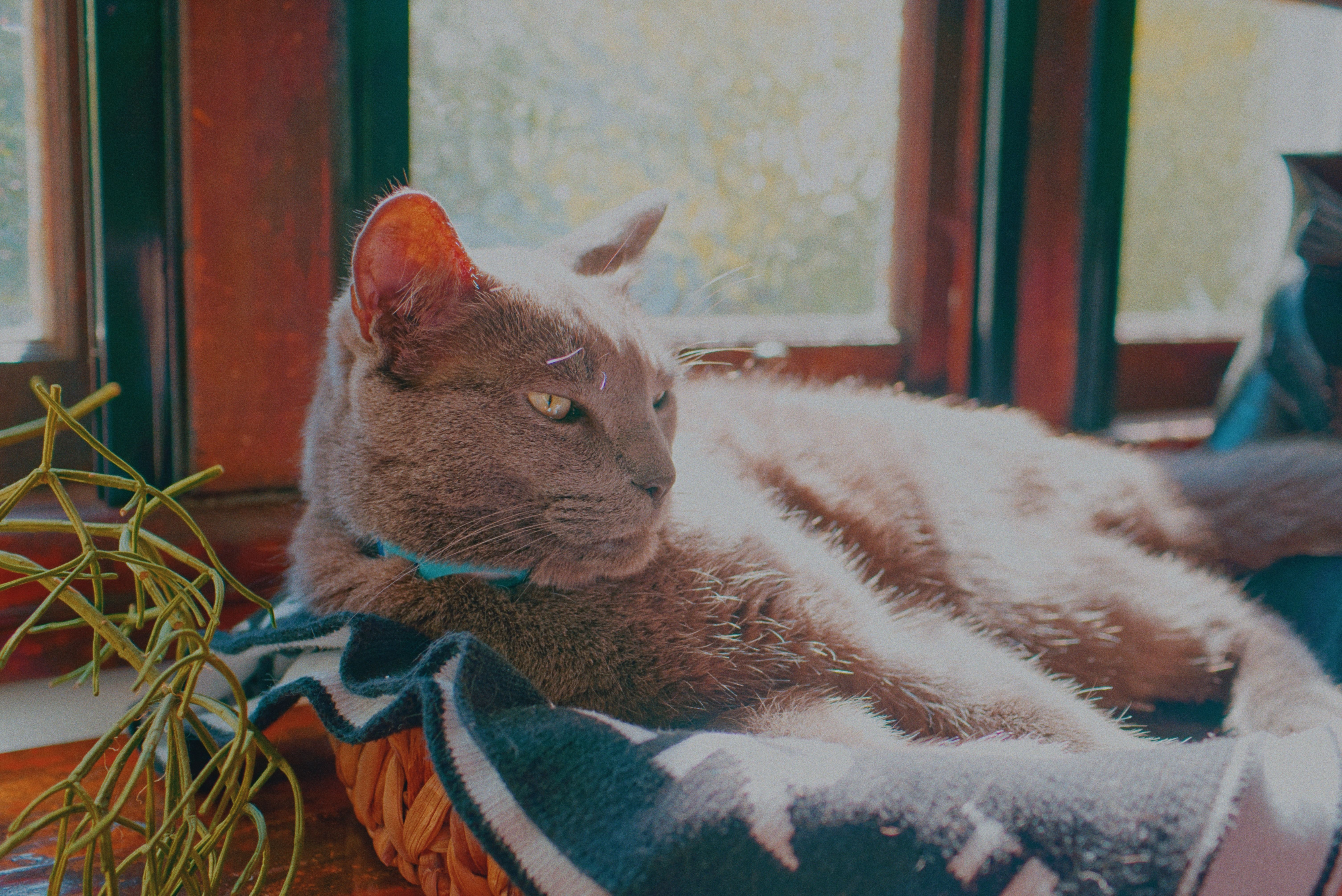Roger the cat processed by Spektafilm analog film simulation.