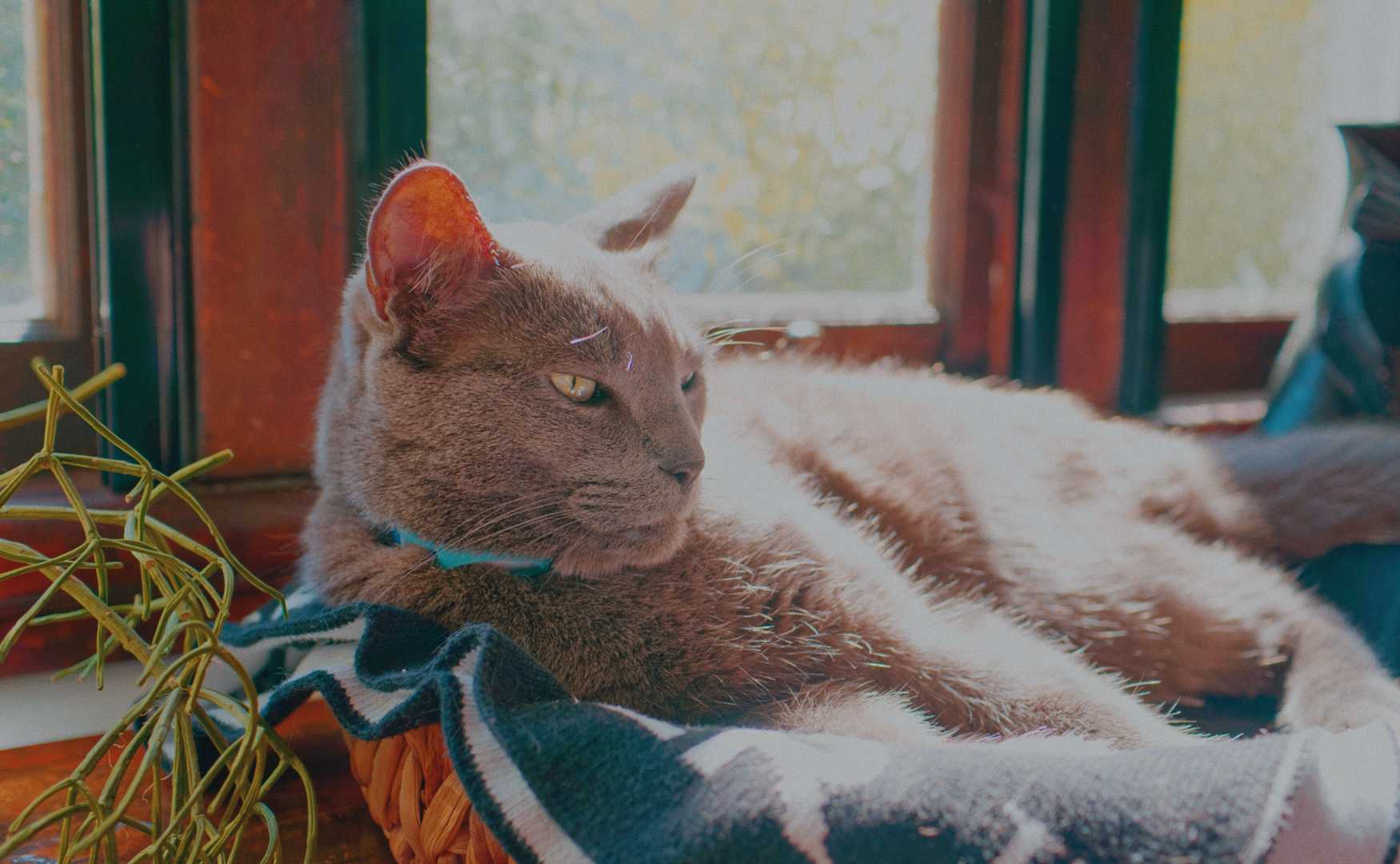 Roger the cat processed by Spektafilm analog film simulation.