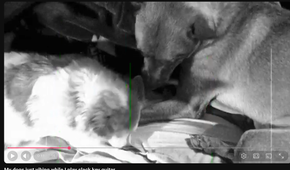 A YouTube video of two dogs sitting next to each other in black and white.