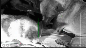 A YouTube video of two dogs sitting next to each other in black and white.