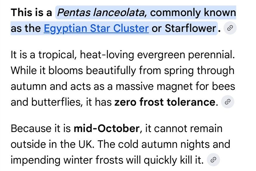 Определение вида растения Pentas lanceolata