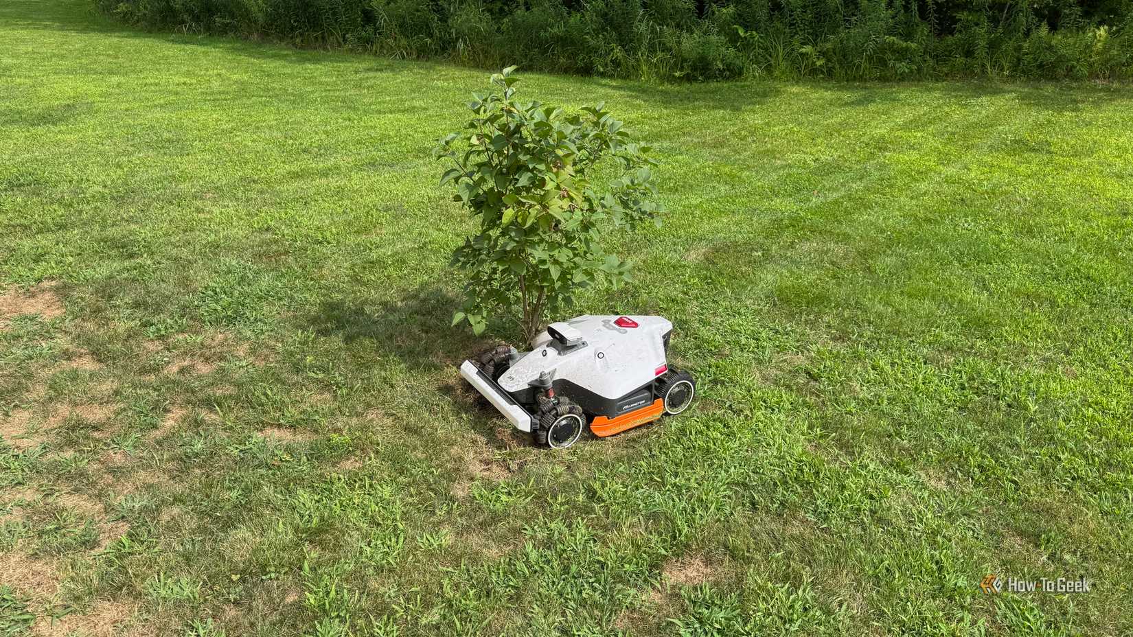 Mammotion Luba 2 AWD robot lawn mower tangled on a bush.
