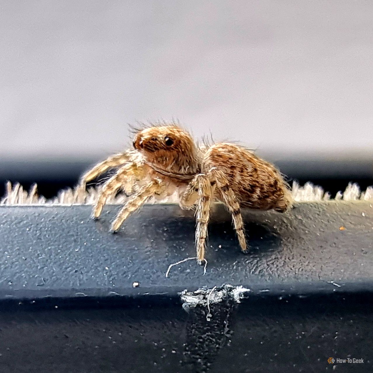 The Only Phone Feature I Care About Now is a Macro Camera