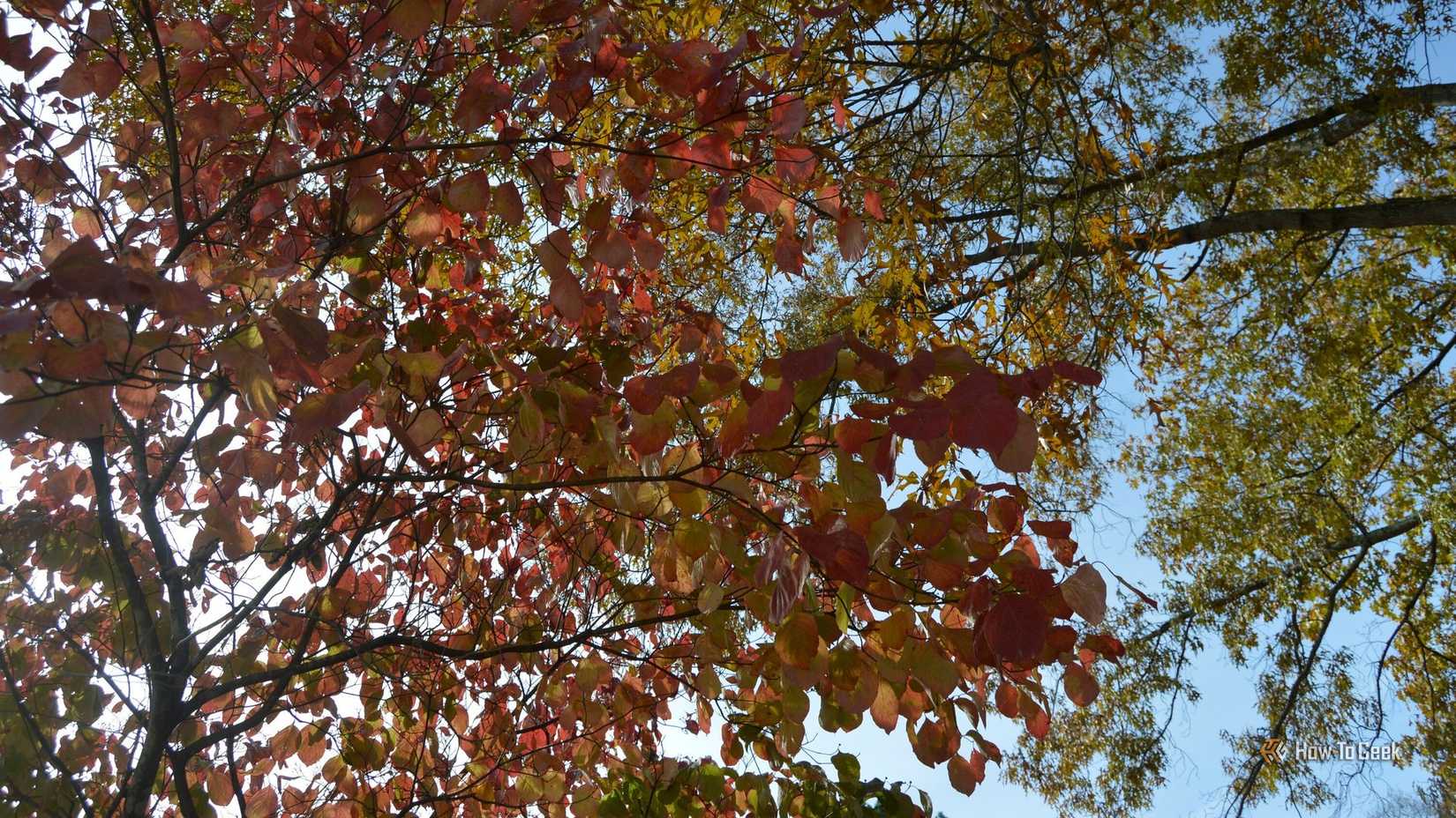 A view of the sky through a canopy of leaves.