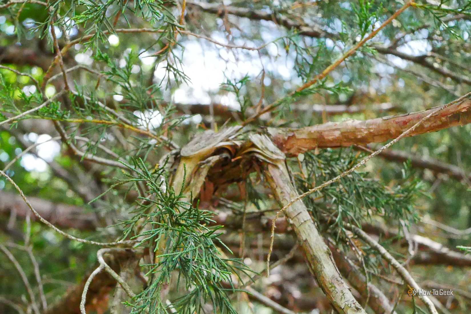 Tree branches in need of pruning.