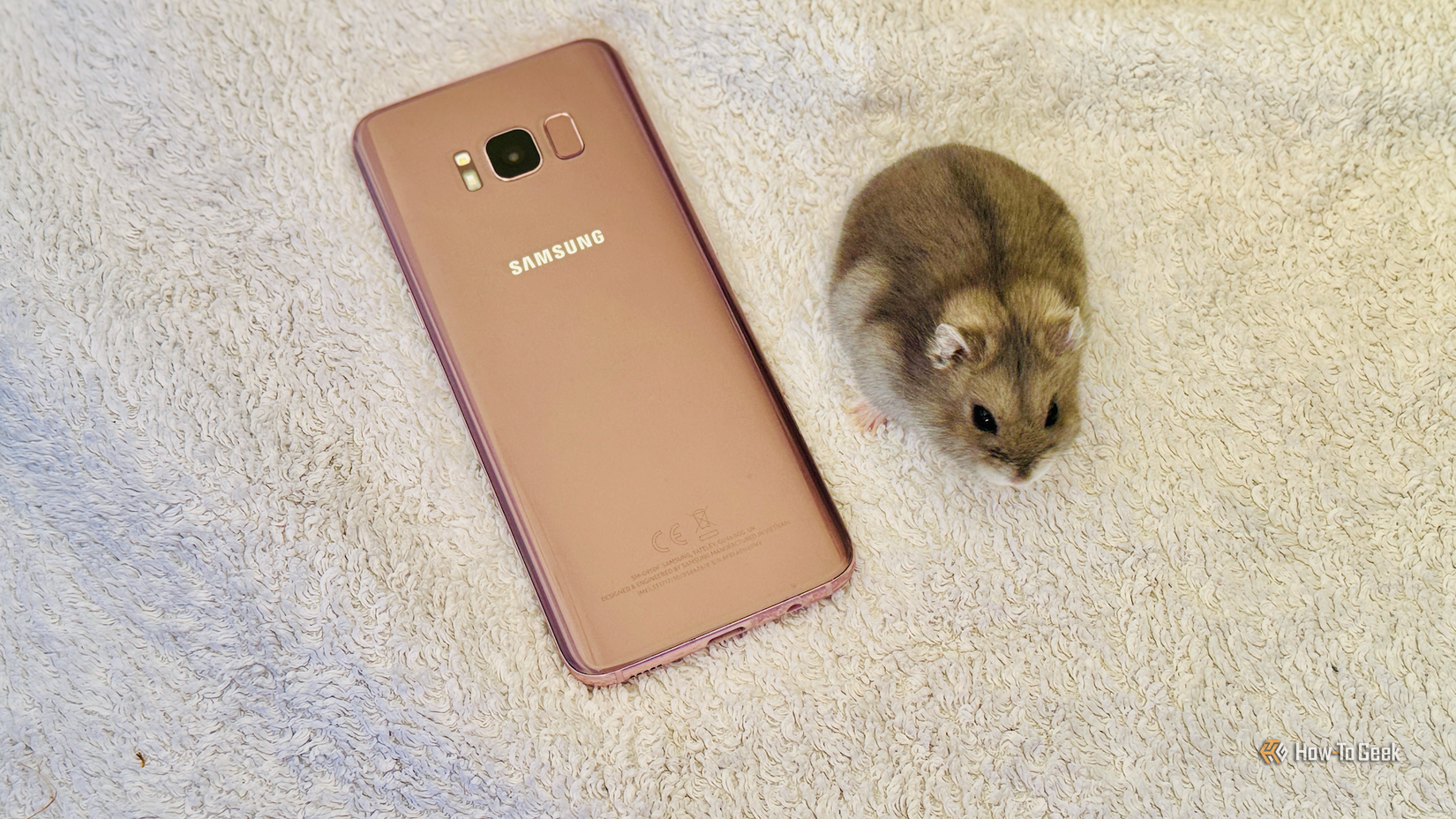 A hamster sitting on a towel next to a Samsung Galaxy S8 phone with the rear camera visible.