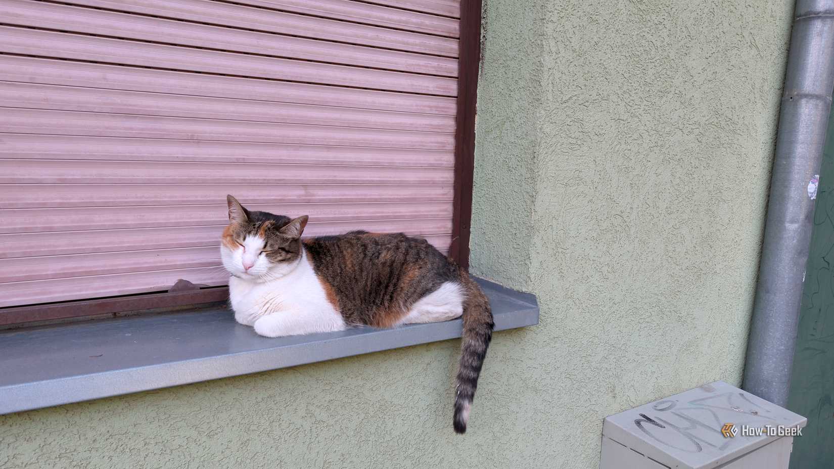 A photo of a cat.